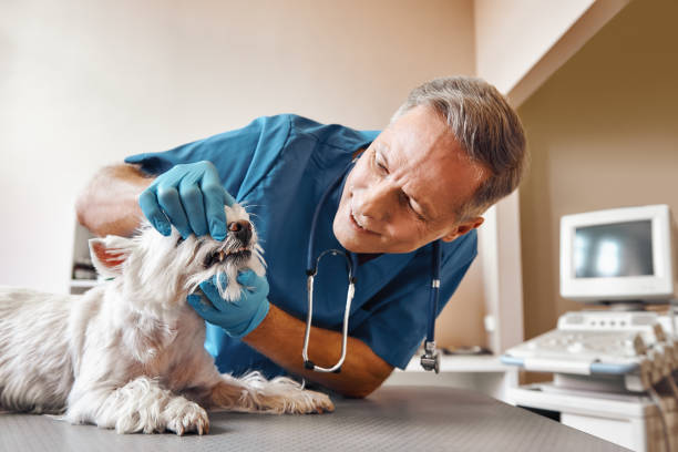 Reliable CA Emergency Dental Service Solutions